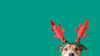 dog wearing reindeer antlers against green background