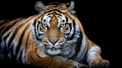 Tiger staring with a black background.