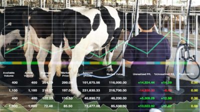 line graph superimposed over milking cows, a2 milk share price