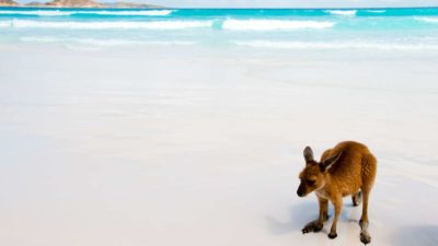 kangaroo standing on white sandy beach