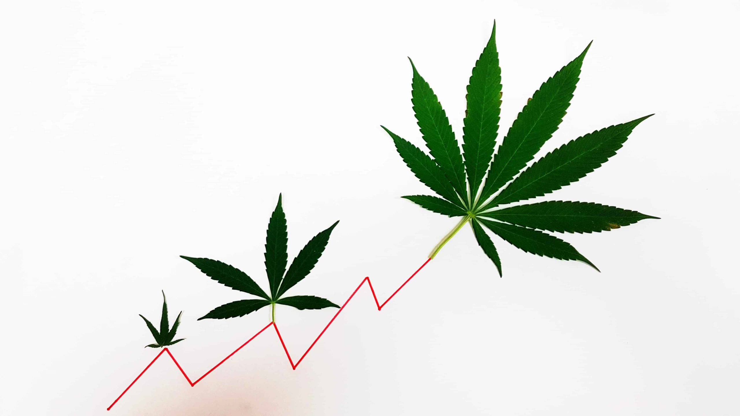 cannabis leaves on a rising line graph representing growth of ASX cannabis shares