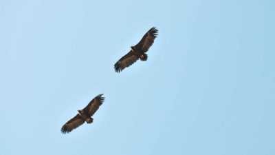 2 eagles flying high signifying soaring asx 200 shares