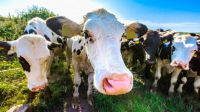 fish eye view of dairy cows in paddock