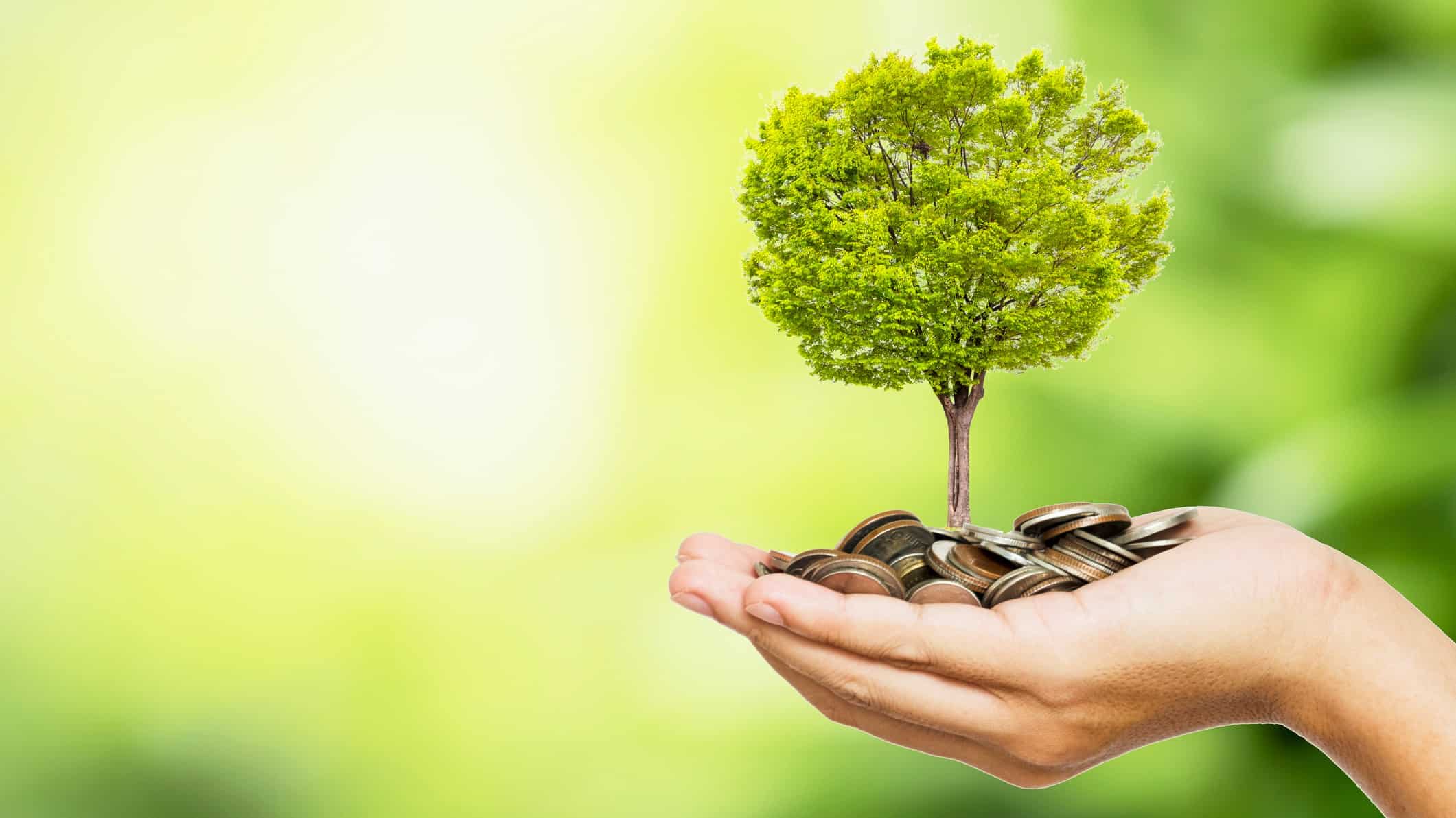 hand holding miniature tree on top of pile of coins signifying growing investment or magellan share price