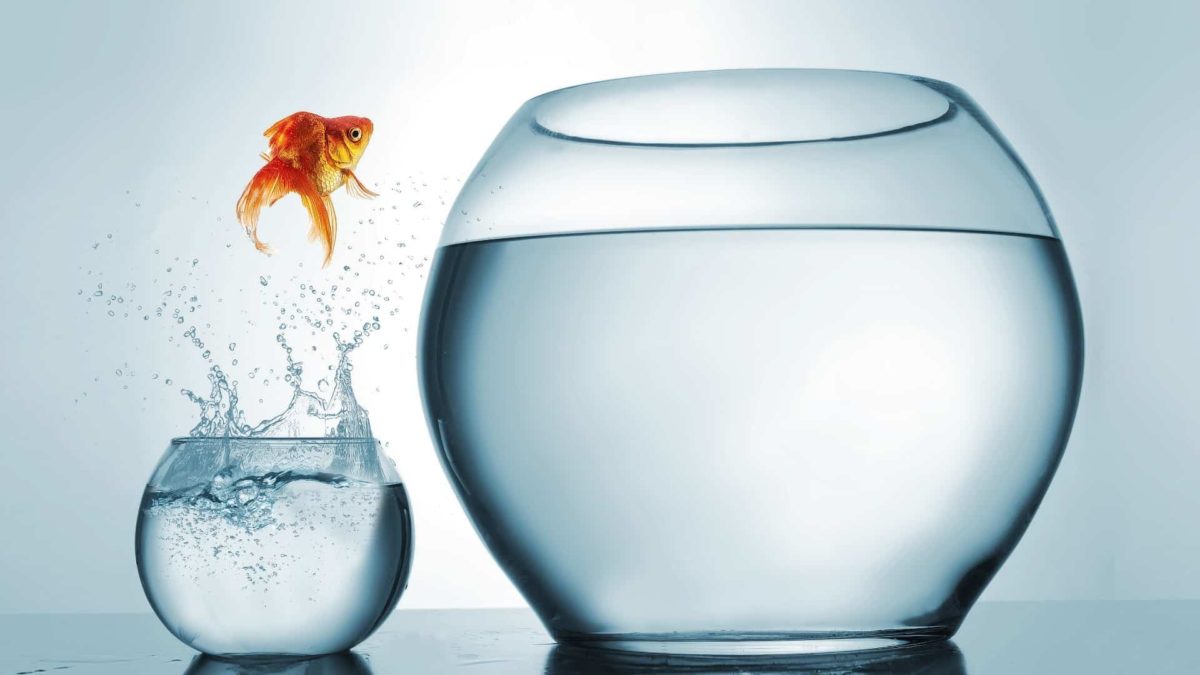 Goldfish leaping out of its small bowl into a larger bowl