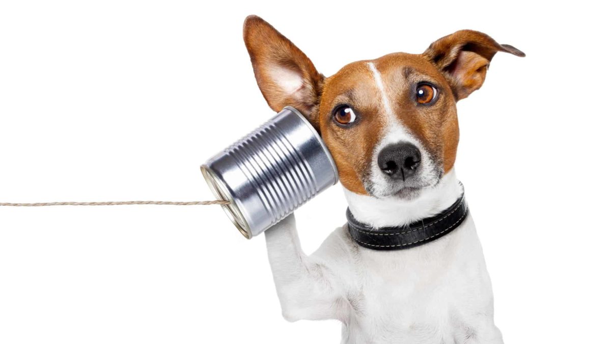 dog listening through tin can with string attached signifying listening regarding asx share demerger announcements