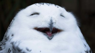 owl appearing to be smiling representing soaring wisr share price