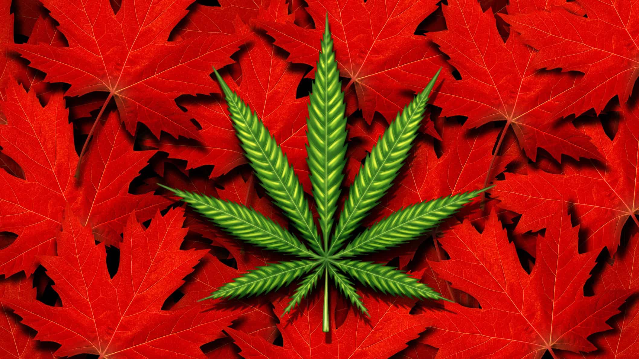 asx share price represented by green cannabis leaf sitting atop red maple leaves