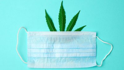 face mask covering hemp leaf representing australian primary hemp share price