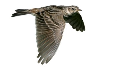 Image of flying lark representing soaring Lark share price