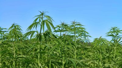 althea share price rising represented by cannabis plants growing tall