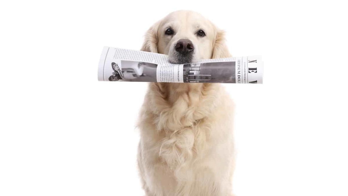 Golden retriever dog holding a newspaper in its mouth