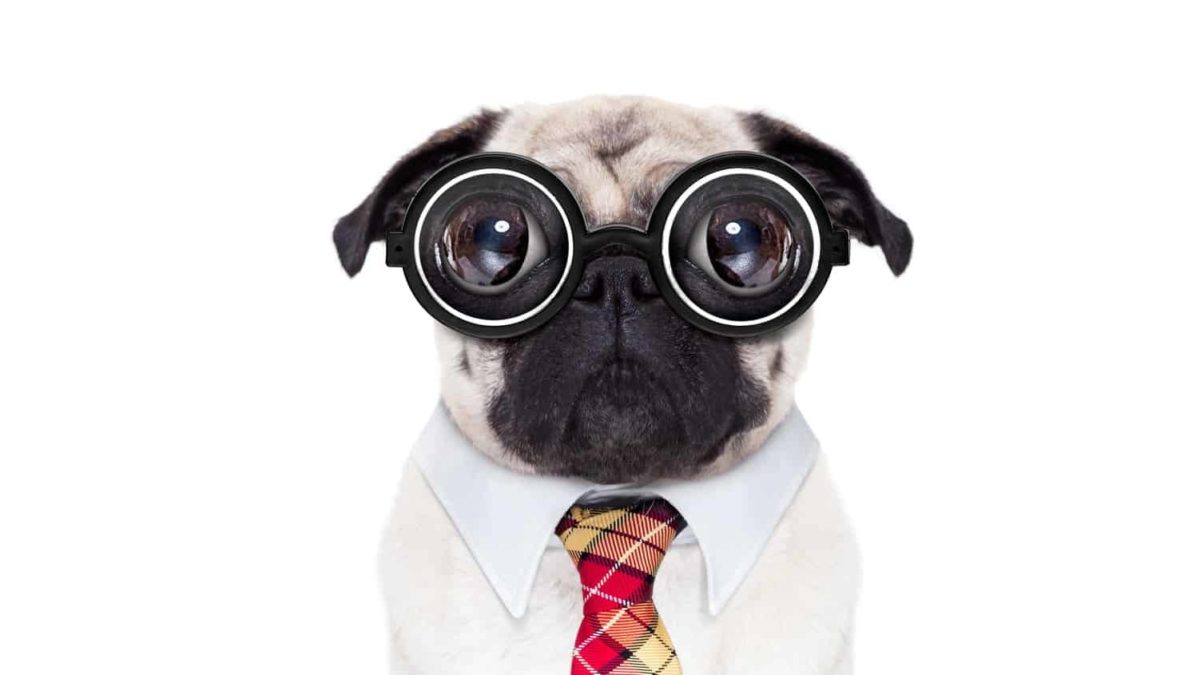 pug dog going to work with nerd glasses and big ugly eyes, isolated on white background