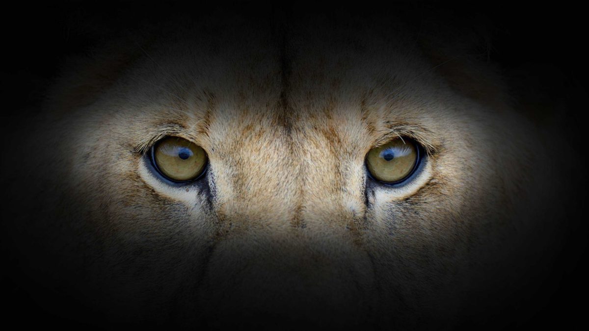 optimistic investing represented by eerie close up of lion's eyes
