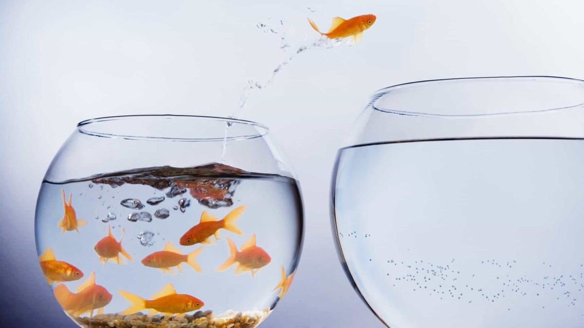 opportunity to profit from asx shares represented by gold fish jumping from crowded bowl into its own bowl