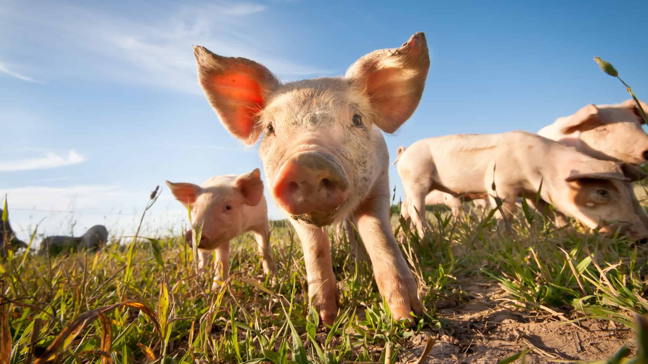 healthy pigs on the farm