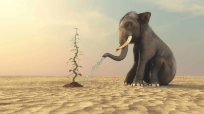 Growth of ASX share price represented by tiny beans stalk being helped to grow by elephant spraying water on the plant