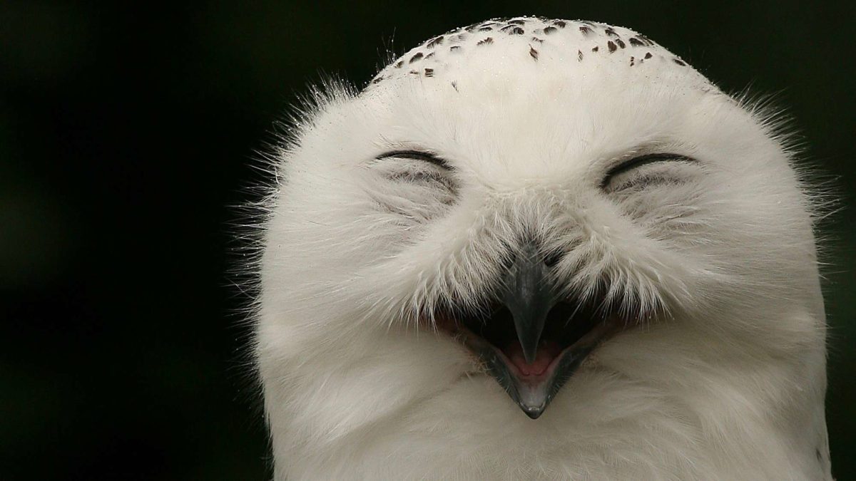 wisr share price increase represented by photo of happy smiling owl