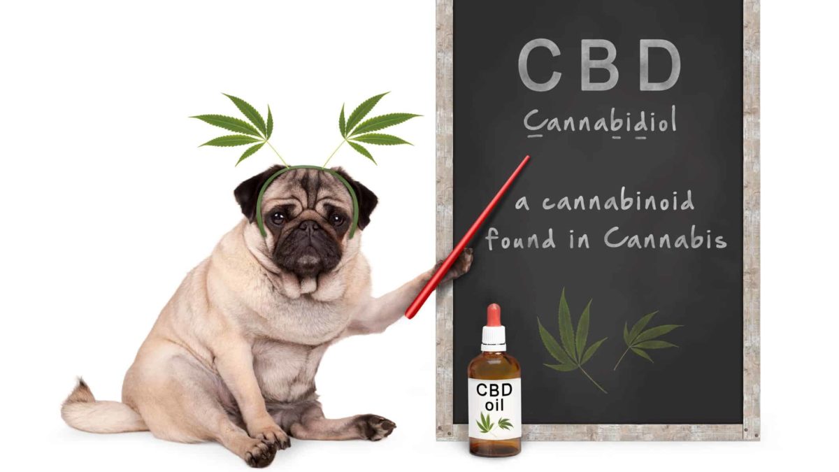 asx cannabis shares represented by pug dog pointing to blackboard with cannabis info on it