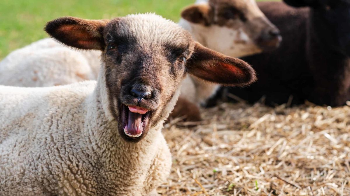 increasing rural asx share price represented by happy looking sheep