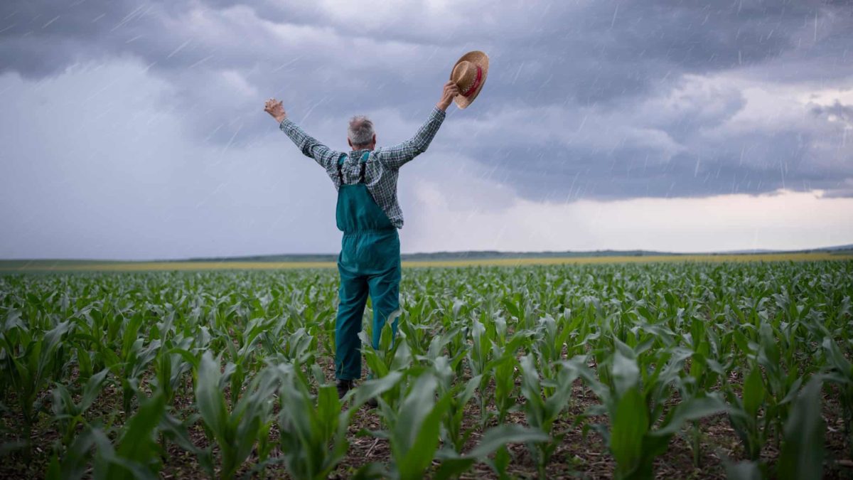 A farmer in a field of crops with arms in the air rejoices as he welcomes rain.