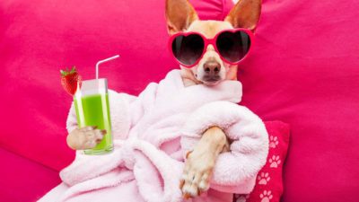 Small dog in bathrobe and wearing sunglasses and holding a green cocktail drink indicating a life of luxury with passive income shares