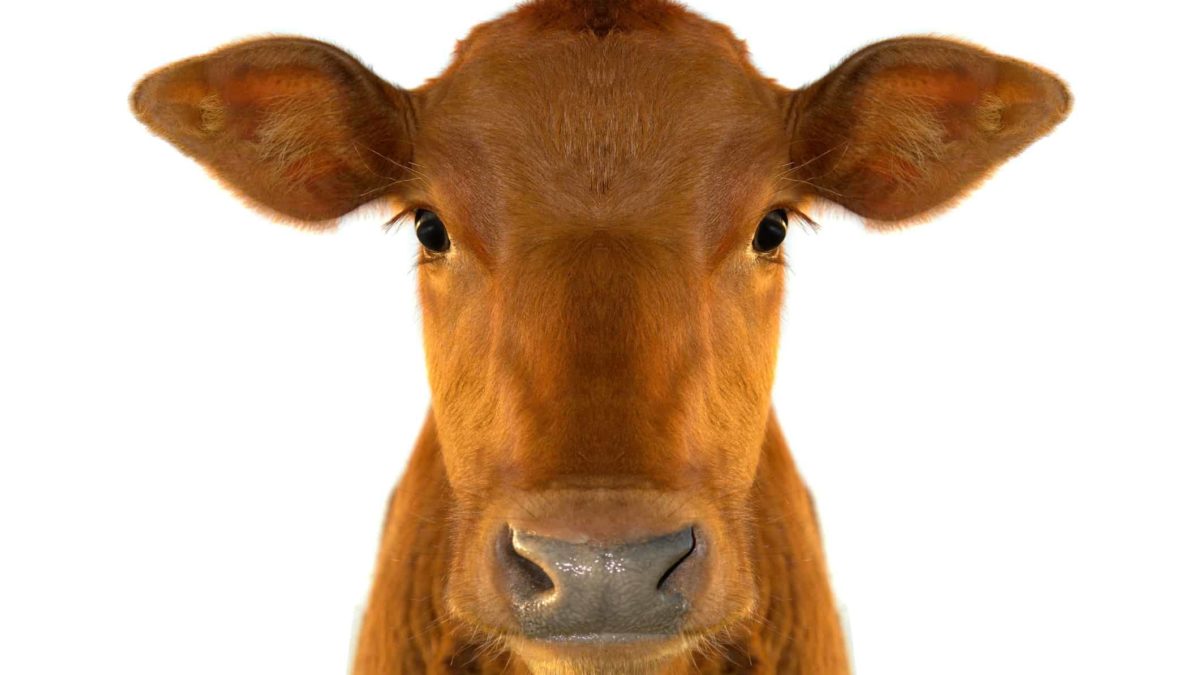 dairy asx share price represented by happy looking cow close up