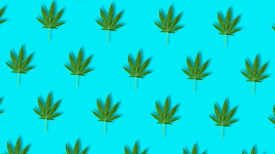 cannabis asx share price represented by lots of cannabis leaves against bright blue background