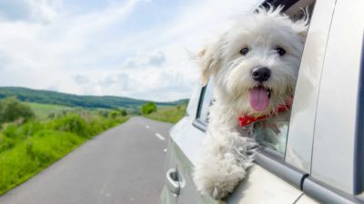 a happy dog puts its head out of a car window with a road in the background, indicating a positive share price for ASX automotive shares