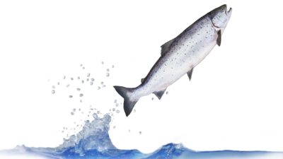 ASX share price price jump represented by salmon jumping out of water