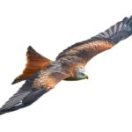 flying asx share price represented by hawk soaring through the air