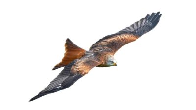 flying asx share price represented by hawk soaring through the air