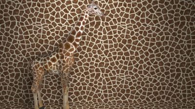 invisible asx share gains represented by giraffe standing against matching background