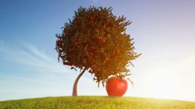 ASX share price represented by giant apple having fallen from an apple tree