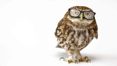 understanding asx share price represented by wise owl wearing glasses