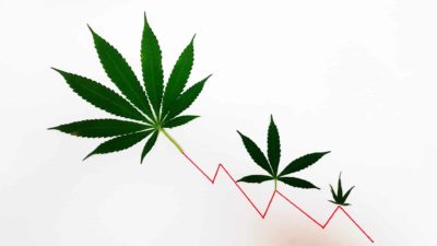 Falling cannabis asx share price represented by cannabis leaves on a declining line graph