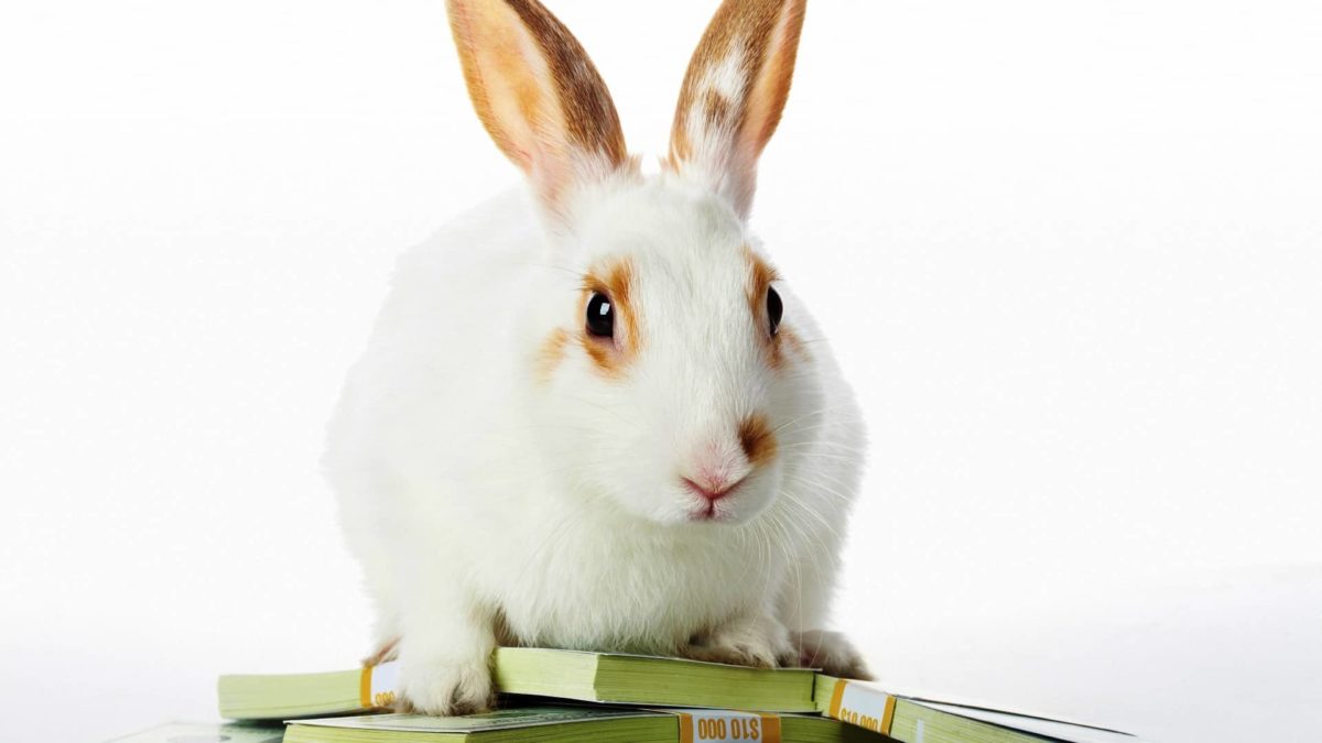 ASX shares to buy at Easter represented by rabbit sitting on piles of cash