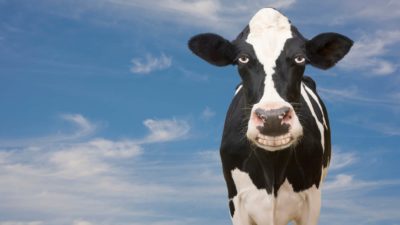 growth in dairy ASX share price represented by smiling cow