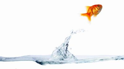 rising asx share price represented by gold fish jumping out of water