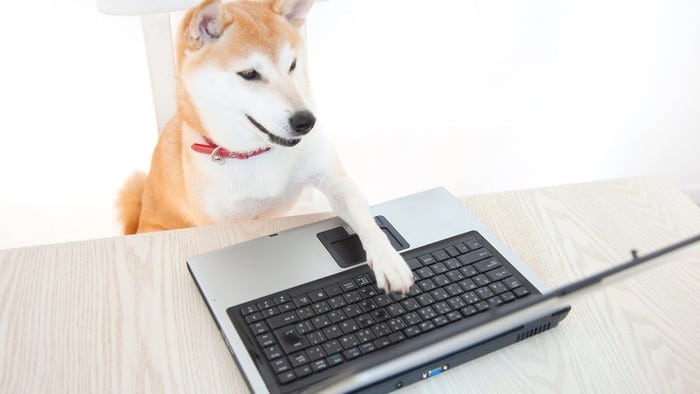 dog using a laptop