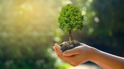 Nurturing hands carefully cup a tree, indicating a share price in an ASX forestry company