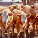 beef cattle in stockyard