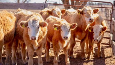 beef cattle in stockyard