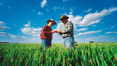 farm workers examine an agricultural crop