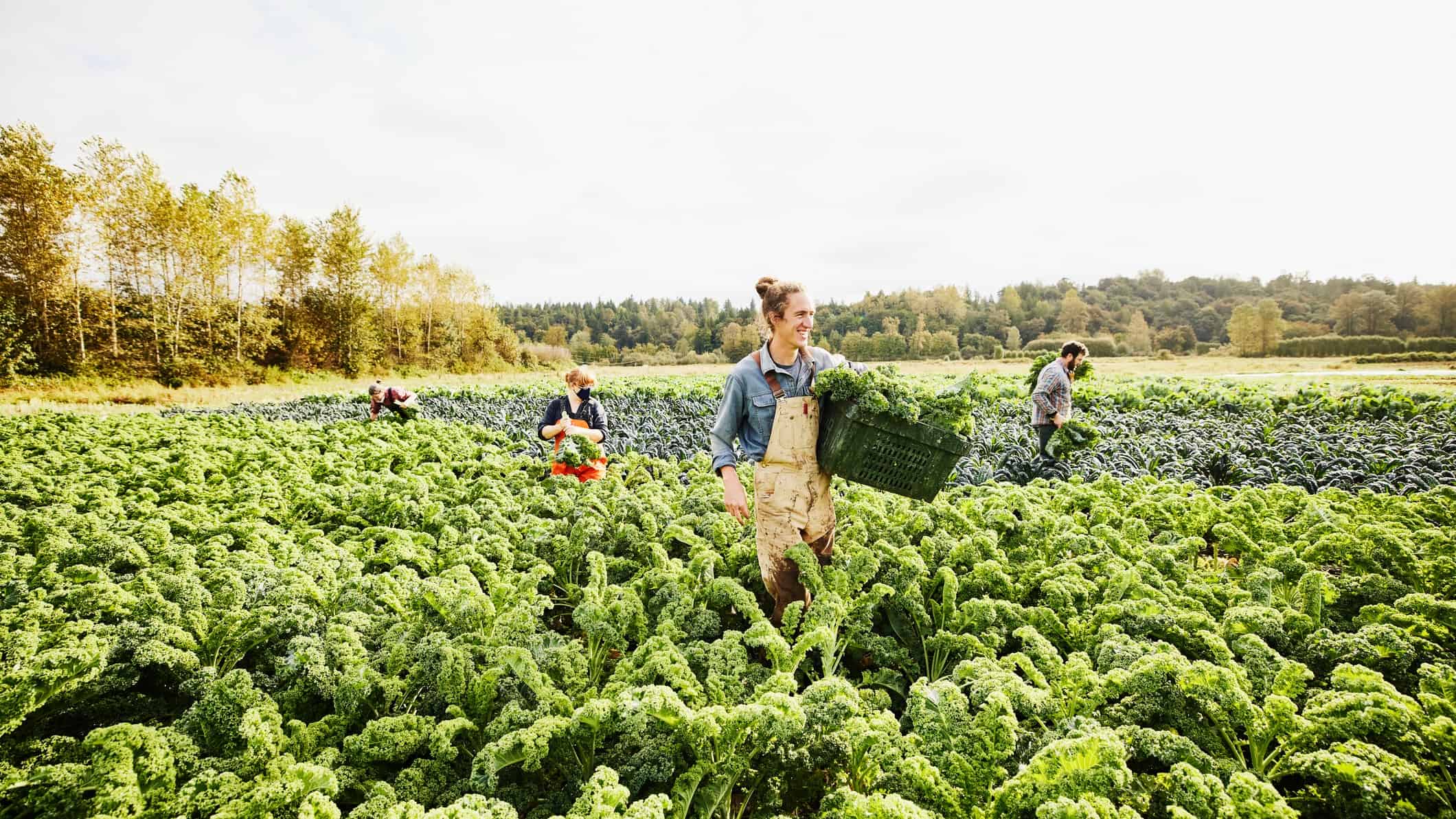 Young man in the fields with basket picking fresh produce