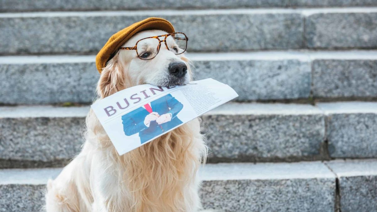 dog wearing hat and glasses holding investment newspaper