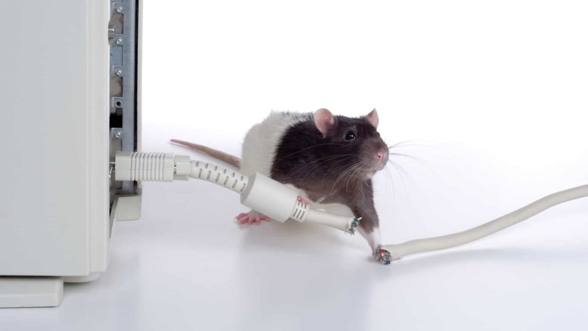 mouse chewing through cabcle connected to internet computer