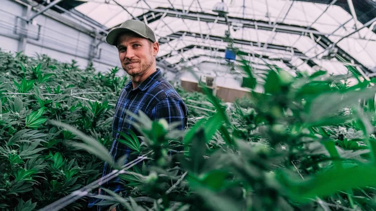 Young adult male farmer standing smiling in his indoor greenhouse full of herbal cannabis plants at a cannabis cultivation facility