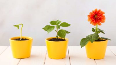 Plants in three yellow pots, inidctaing three levels of growth