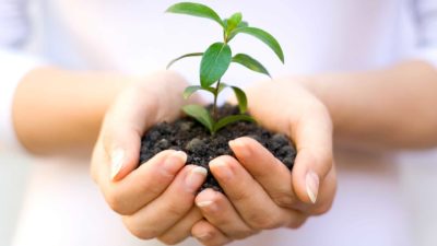 Green shoots of plant in soil